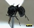  ( - ASA_KZN_71_01)  @14 [ ] Copyright (2012) Brigitte Braschler DST-NRF Centre of Excellence for Invasion Biology, Department of Botany and Zoology, Stellenbosch University