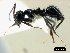  ( - ASA_KZN_2012_84_01)  @13 [ ] Copyright (2012) Brigitte Braschler DST-NRF Centre of Excellence for Invasion Biology, Department of Botany and Zoology, Stellenbosch University