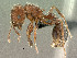 ( - SAM-HYM-C024394)  @11 [ ] Copyright (2011) Nokuthula Mbanyana Iziko Museums of Cape Town