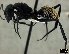  ( - CASW_11)  @15 [ ] Copyright (2012) Caswell Munyai DST-NRF Centre for Invasion Biology, Department of Zoology, University ofVenda