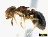  (Meranoplus magrettii - CASW_44)  @15 [ ] Copyright (2012) Caswell Munyai DST-NRF Centre for Invasion Biology, Department of Zoology, University ofVenda