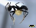  ( - ASA_Suz 01)  @13 [ ] Copyright (2012) Brigitte Braschler DST-NRF Centre of Excellence for Invasion Biology