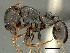  (Tetramorium jordani - SAM-HYM-C018115)  @15 [ ] Copyright (2012) Nokuthula Mbanyana Iziko Museums of Cape Town