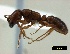  (Dorylus cf. helvolus - ASA_WITVOETS)  @14 [ ] Copyright (2012) Brigitte Braschler DST-NRF Centre of Excellence for Invasion Biology, Department of Botany and Zoology, Stellenbosch University