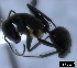  ( - ASA_AM_07_0635)  @12 [ ] Copyright (2012) Brigitte Braschler DST-NRF Centre of Excellence for Invasion Biology, Department of Botany and Zoology, Stellenbosch University