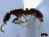  ( - ASA_IBA_GRK1.4MAR)  @11 [ ] Copyright (2012) Brigitte Braschler DST-NRF Centre of Excellence for Invasion Biology, Department of Botany and Zoology, Stellenbosch University