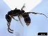  ( - ASA_IBA_RIL2.7)  @11 [ ] Copyright (2012) Brigitte Braschler DST-NRF Centre of Excellence for Invasion Biology, Department of Botany and Zoology, Stellenbosch University