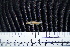  ( - FSCH175)  @12 [ ] CreativeCommons - Attribution Non-Commercial Share-Alike (2014) Rocio Rodiles Hernandez El Colegio de la Frontera Sur