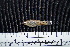  (Poeciliopsis pleurospilus - FSCH176)  @13 [ ] CreativeCommons - Attribution Non-Commercial Share-Alike (2014) Rocio Rodiles Hernandez El Colegio de la Frontera Sur
