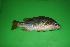  (Lutjanus johnii - FSCS 88-l-1)  @13 [ ] Unspecified (default): All Rights Reserved  Unspecified Unspecified