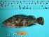  ( - SCSIO-Fish-Z711014)  @13 [ ] Unspecified (default): All Rights Reserved  Unspecified Unspecified