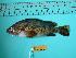  ( - SCSIO-Fish-Z711015)  @11 [ ] Unspecified (default): All Rights Reserved  Unspecified Unspecified