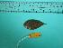  ( - SCSIO-Fish-Z711034)  @12 [ ] Unspecified (default): All Rights Reserved  Unspecified Unspecified