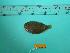  ( - SCSIO-Fish-Z711039)  @12 [ ] Unspecified (default): All Rights Reserved  Unspecified Unspecified