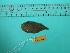  ( - SCSIO-Fish-Z711040)  @12 [ ] Unspecified (default): All Rights Reserved  Unspecified Unspecified