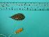  ( - SCSIO-Fish-Z711042)  @12 [ ] Unspecified (default): All Rights Reserved  Unspecified Unspecified
