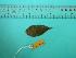  ( - SCSIO-Fish-Z711043)  @12 [ ] Unspecified (default): All Rights Reserved  Unspecified Unspecified