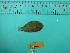  ( - SCSIO-Fish-Z711044)  @11 [ ] Unspecified (default): All Rights Reserved  Unspecified Unspecified