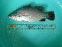  ( - SCSIO-Fish-Z711060)  @13 [ ] Unspecified (default): All Rights Reserved  Unspecified Unspecified