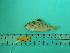  ( - SCSIO-Fish-Z711132)  @12 [ ] Unspecified (default): All Rights Reserved  Unspecified Unspecified