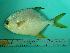  ( - SCSIO-Fish-Z711141)  @13 [ ] Unspecified (default): All Rights Reserved  Unspecified Unspecified