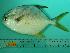  ( - SCSIO-Fish-Z711142)  @13 [ ] Unspecified (default): All Rights Reserved  Unspecified Unspecified