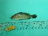  (Lates sp - SCSIO-Fish-Z711171)  @13 [ ] Unspecified (default): All Rights Reserved  Unspecified Unspecified