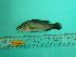  ( - SCSIO-Fish-Z711175)  @12 [ ] Unspecified (default): All Rights Reserved  Unspecified Unspecified