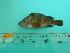  ( - SCSIO-Fish-Z711180)  @12 [ ] Unspecified (default): All Rights Reserved  Unspecified Unspecified