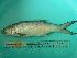  ( - SCSIO-Fish-Z711214)  @13 [ ] Unspecified (default): All Rights Reserved  Unspecified Unspecified