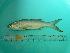  ( - SCSIO-Fish-Z711222)  @12 [ ] Unspecified (default): All Rights Reserved  Unspecified Unspecified