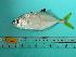  ( - SCSIO-Fish-Z711243)  @13 [ ] Unspecified (default): All Rights Reserved  Unspecified Unspecified