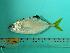  ( - SCSIO-Fish-Z711244)  @12 [ ] Unspecified (default): All Rights Reserved  Unspecified Unspecified