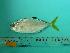  ( - SCSIO-Fish-Z711245)  @13 [ ] Unspecified (default): All Rights Reserved  Unspecified Unspecified