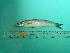  ( - SCSIO-Fish-Z711257)  @14 [ ] Unspecified (default): All Rights Reserved  Unspecified Unspecified