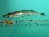 ( - SCSIO-Fish-Z711258)  @12 [ ] Unspecified (default): All Rights Reserved  Unspecified Unspecified