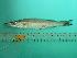  ( - SCSIO-Fish-Z711259)  @14 [ ] Unspecified (default): All Rights Reserved  Unspecified Unspecified