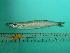  ( - SCSIO-Fish-Z711260)  @12 [ ] Unspecified (default): All Rights Reserved  Unspecified Unspecified