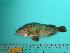 ( - SCSIO-Fish-Z711274)  @12 [ ] Unspecified (default): All Rights Reserved  Unspecified Unspecified