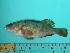  ( - SCSIO-Fish-Z711278)  @12 [ ] Unspecified (default): All Rights Reserved  Unspecified Unspecified