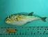  (Lagocephalus spadiceus - SCSIO-Fish-Z711284)  @14 [ ] Unspecified (default): All Rights Reserved  Unspecified Unspecified