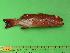  ( - SCSIO-Fish-Z711287)  @13 [ ] Unspecified (default): All Rights Reserved  Unspecified Unspecified