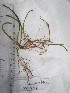  ( - SSS227)  @11 [ ] CreativeCommons - Attribution Non-Commercial Share-Alike (2017) Shalini Singh University of the South Pacific