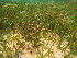  (Cymodoceaceae - SSS230)  @11 [ ] CreativeCommons - Attribution Non-Commercial Share-Alike (2017) Shalini Singh University of the South Pacific
