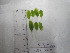  (Halophila ovalis - SSS245)  @11 [ ] CreativeCommons - Attribution Non-Commercial Share-Alike (2017) Shalini Singh University of the South Pacific