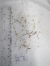  (Halodule pinifolia - SSS255)  @11 [ ] CreativeCommons - Attribution Non-Commercial Share-Alike (2017) Shalini Singh University of the South Pacific