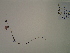  (Agalinis fasciculata - SEBB-1318)  @11 [ ] Copyright (2012) John Barone Columbus State University