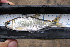  (Brycon petrosus - SNF T2-4)  @14 [ ] CreativeCommons - Attribution Non-Commercial Share-Alike (2013) Robert J Eakins EcoMetrix Incorporated