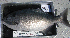  (Medialuna californiensis - VH-27)  @11 [ ] No Rights Reserved  Unspecified Unspecified