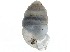  ( - BIOUG24635-G07)  @11 [ ] CreativeCommons - Attribution (2016) CBG Photography Group Centre for Biodiversity Genomics